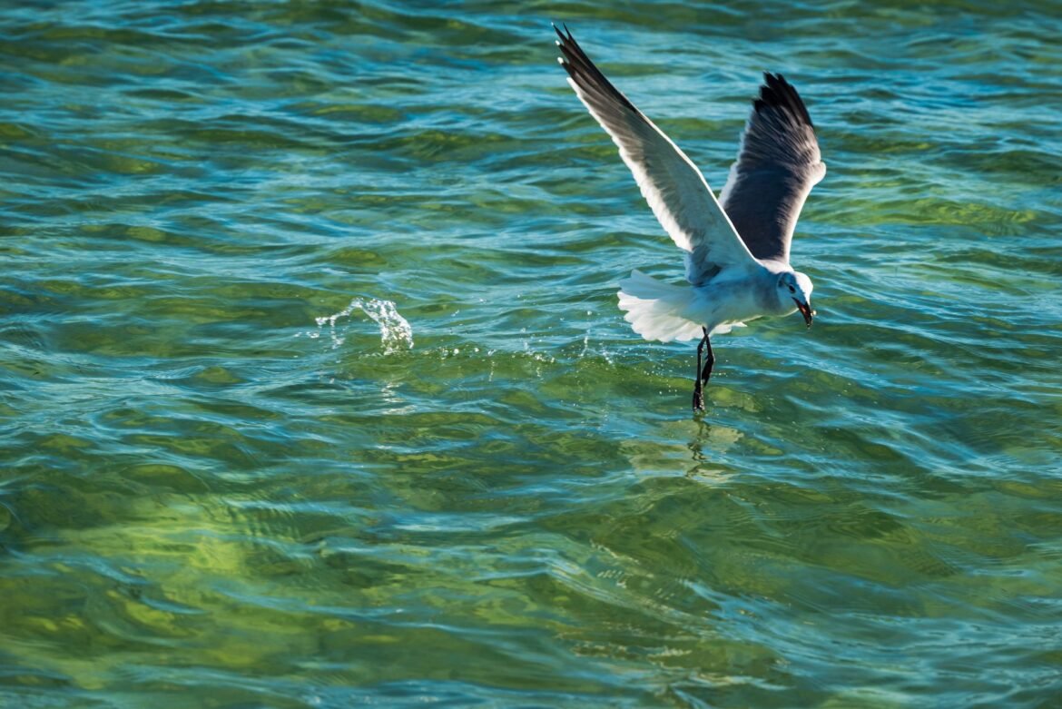 Project Seabird: The Best Proven Infrastructure Initiative