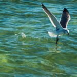 Project Seabird