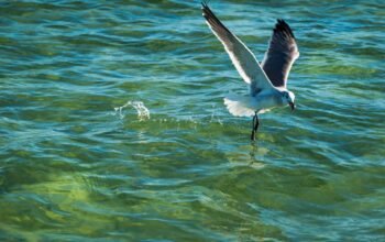 Project Seabird