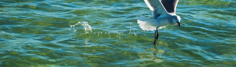 Project Seabird