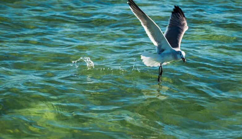 Project Seabird