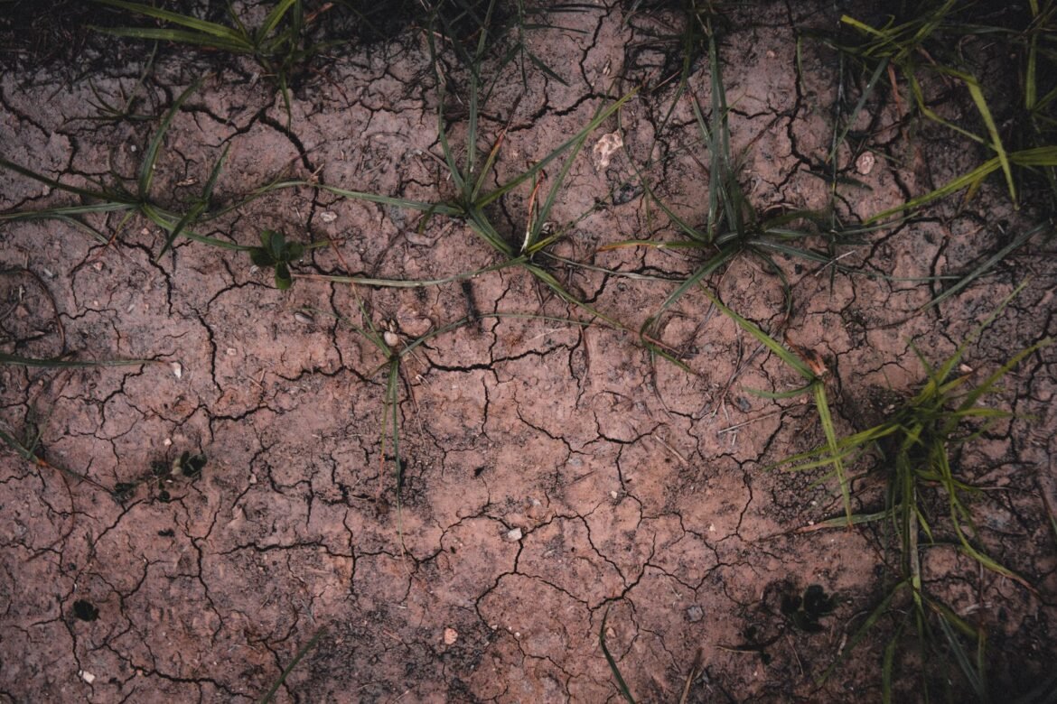 Water Shortage Effects: The Worst Impact on Vegetable Prices